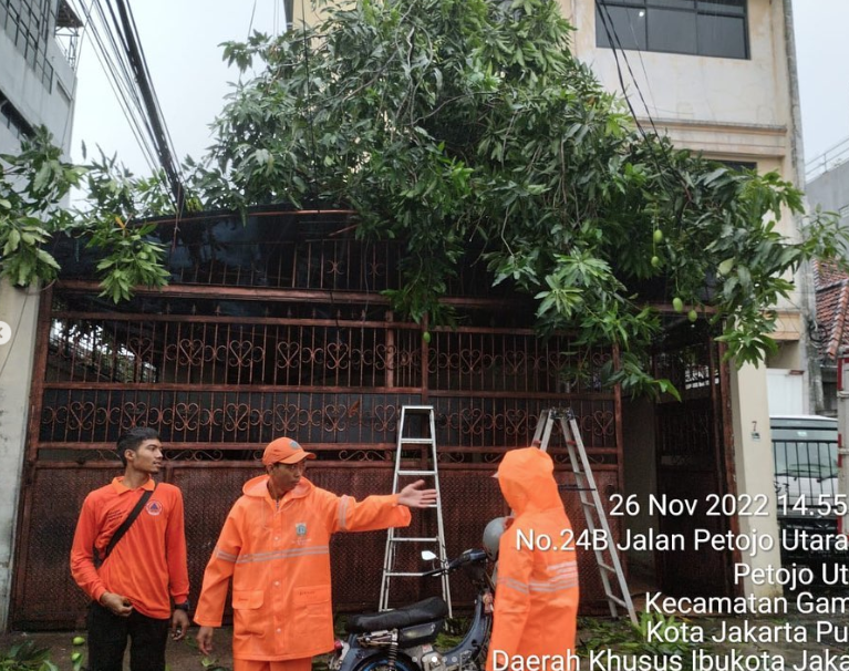 Pemantauan Kondisi Pohon Tumbang di Wilayah DKI Jakarta
